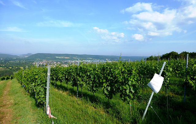 DE - Linz - Vineyards near Dattenberg