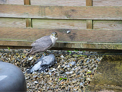Sparrowhawk with prey
