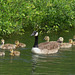 Canada Goose with Goslings