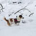 Jack Russell Terrier Clifford DSC00032