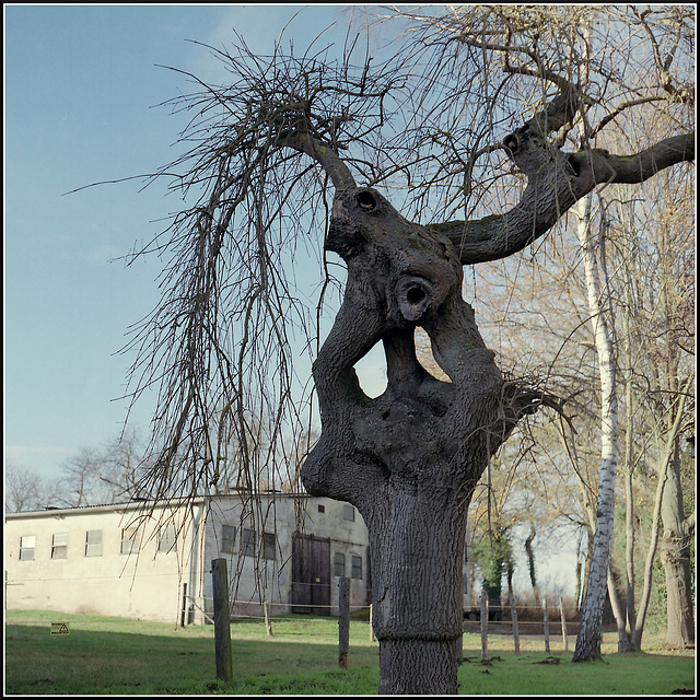 Baumdenkmal