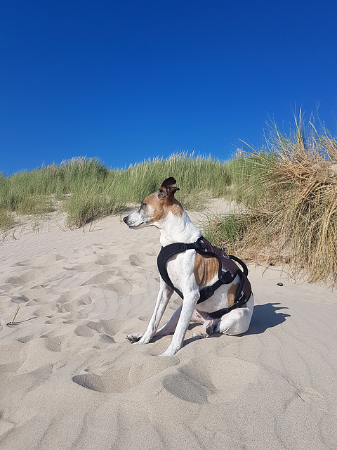 Jack Russell Terrier Rico am Strand von Hargen aan Zee