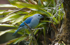 Blue-gray Tanager  EF7A5175