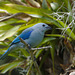 Blue-gray Tanager  EF7A5175