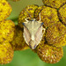 Nördliche Fruchtwanze (Carpocoris fuscispinus) auf Rainfarn