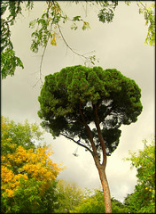 Umbrella pine, near the Royal Palace, Madrid. Storm brewing.