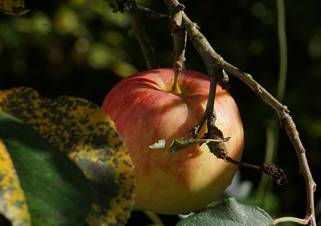 Reifer Apfel..