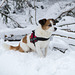 Jack Russell Terrier Clifford DSC00027
