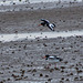 Oyster catchers2