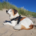 Jack Russell Terrier Clifford am Strand von Hargen aan Zee