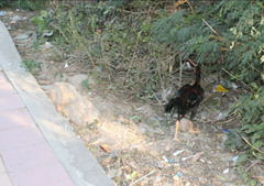 Thai Chicken or Roadrunner Beep, beep 03