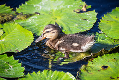 Duckling (PiP)