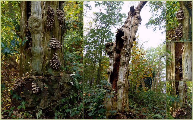 The transience of a Tree. The middle picture is from yesterday, the rest from one year ago...