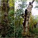 The transience of a Tree. The middle picture is from yesterday, the rest from one year ago...
