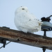 Snowy Owl backward glance
