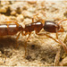 IMG 9752 Ant