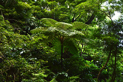 Azores, The Island of Pico, Giant Tree Fern