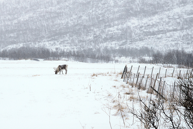 Rangifer tarandus, reindeer, Tromsø area
