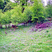 Bluebells Steps End Wood, Rydal Water (Scan from May 1991)
