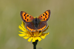 Small copper in the meadow