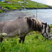 Leynar - un cavallo vikingo -