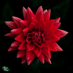 Pictures for Pam, Day 45: Diva Dahlia