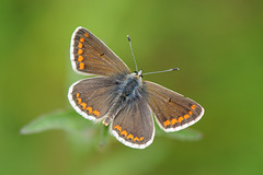 Brown Argus in the meadow