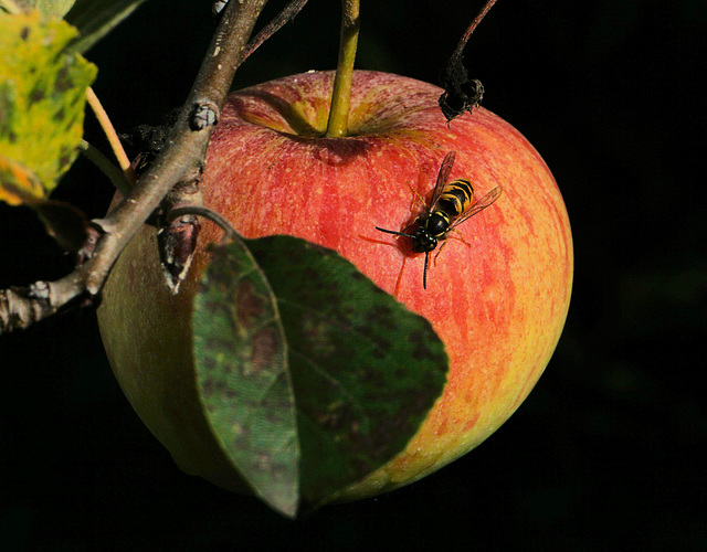 Apfel mit Besucherin