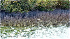 Sharm el Sheikh : Ras Mohammed - Nel canale delle mangrovie crescono nuove piante
