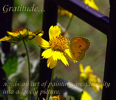 ' Gratitude ' Little Yellow Butterfly (Pyrisitia lisa)