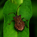 Dock Bug (Coreus marginatus) DSB 0727