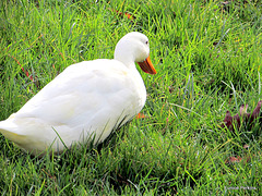 White Duck.