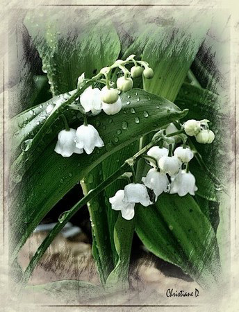 Bonne fête ! ... et plein de bonheur! ** Have a great 1st of May ! ... Here some lucky lily of the valley for you !
