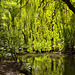 Weeping Willow Curtain, Peasholm Park - Scarborough