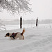 Jack Russell Terrier Clifford DSCN0093