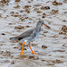 Red shank4