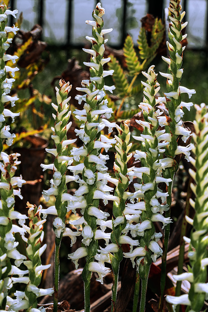 Spiranthes odorata (Fragrant Ladies'-tresses orchid) 'Chadds Ford'