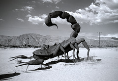 Scorpion at Galleta Meadows (1)