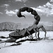 Scorpion at Galleta Meadows (1)