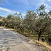 Fano 2024 – Olive trees