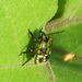 Southern Green Shieldbug (Nezara viridula) DSB 0710