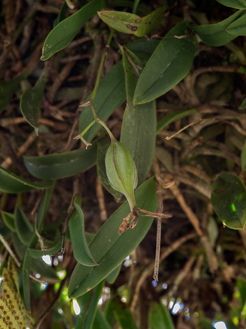 Epidendrum magnoliae (Green-fly orchid) seed capsule