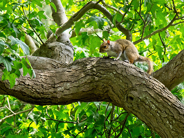 Grey Squirrel