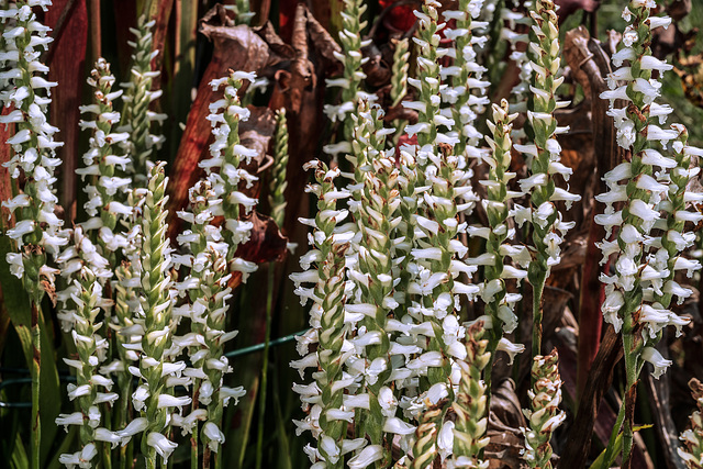 Spiranthes odorata (Fragrant Ladies'-tresses orchid) 'Chadds Ford'
