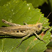 IMG 2881 Grasshopperv2