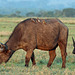 Cape buffalo with oxpeckers