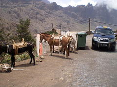 Rent-a-donkey and rent-a-mule.