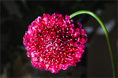 Persian Giant Allium II