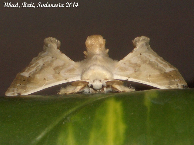 IBa011a Ernolatia moorei - Front View