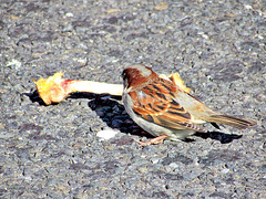 Sparrow With a Bone.